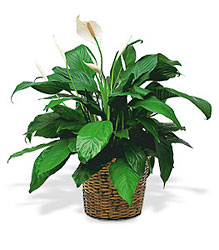 Medium Spathiphyllum Plant from Boulevard Florist Wholesale Market