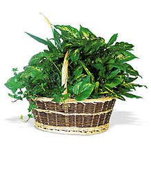 Large Basket Garden from Boulevard Florist Wholesale Market