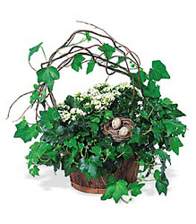 Kalanchoe and Ivy Basket from Boulevard Florist Wholesale Market