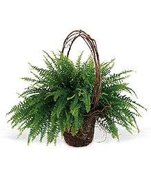 Faithful Fern from Boulevard Florist Wholesale Market