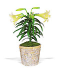 Easter Lily Plant from Boulevard Florist Wholesale Market