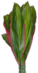 Ti Leaf Rainbow from Boulevard Florist Wholesale Market