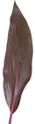 Ti Leaf - 24" RED from Boulevard Florist Wholesale Market