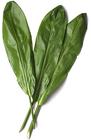 Ti Leaf Green from Boulevard Florist Wholesale Market