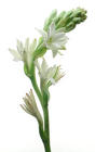 Tuberose from Boulevard Florist Wholesale Market