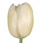 Tulip - French  from Boulevard Florist Wholesale Market