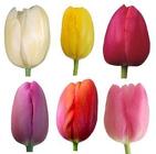 Tulips - Greenhouse  from Boulevard Florist Wholesale Market