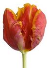 Tulip - Parrot from Boulevard Florist Wholesale Market