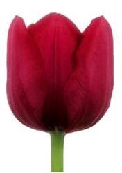 Tulip - Greenhouse *RED* from Boulevard Florist Wholesale Market