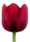Tulip - Greenhouse *RED* from Boulevard Florist Wholesale Market