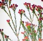 Wax Flower - Budded from Boulevard Florist Wholesale Market