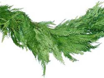 Garland Cedar per foot from Boulevard Florist Wholesale Market