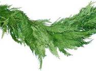 Garland Cedar per foot from Boulevard Florist Wholesale Market