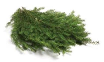 Douglas Fir Case from Boulevard Florist Wholesale Market