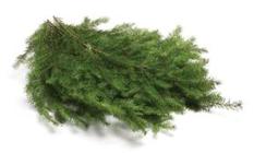 Douglas Fir Case from Boulevard Florist Wholesale Market