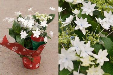 Hydrangea - Shooting Star 6in  from Boulevard Florist Wholesale Market