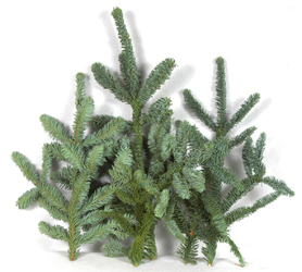 Noble Fir Tips Loose from Boulevard Florist Wholesale Market