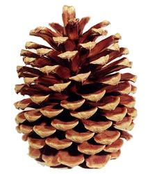 Jeffrey Pine Cone from Boulevard Florist Wholesale Market