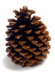 Pine Cone Ponderosa (Loose)  from Boulevard Florist Wholesale Market