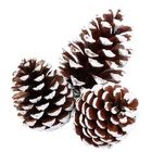 Pine Cone Pick (Natural/White Tip) from Boulevard Florist Wholesale Market