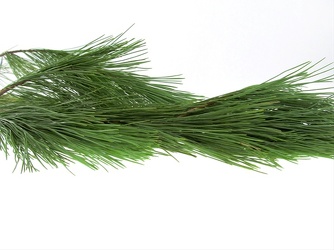 Princess Pine  from Boulevard Florist Wholesale Market