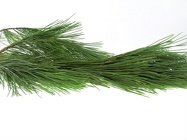 Princess Pine  from Boulevard Florist Wholesale Market