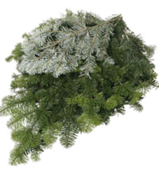 Silver Fir Bough Case from Boulevard Florist Wholesale Market