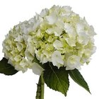 Hydrangea - Single Bloom 4in from Boulevard Florist Wholesale Market