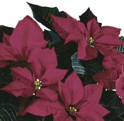 Poinsettia Burgundy from Boulevard Florist Wholesale Market