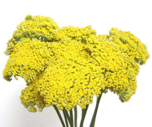 Yarrow  from Boulevard Florist Wholesale Market